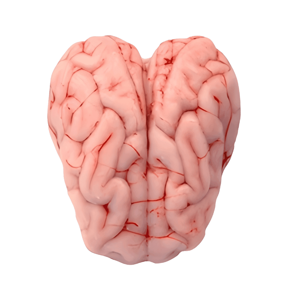 Regular Goat Brain 1 lb buy online USA