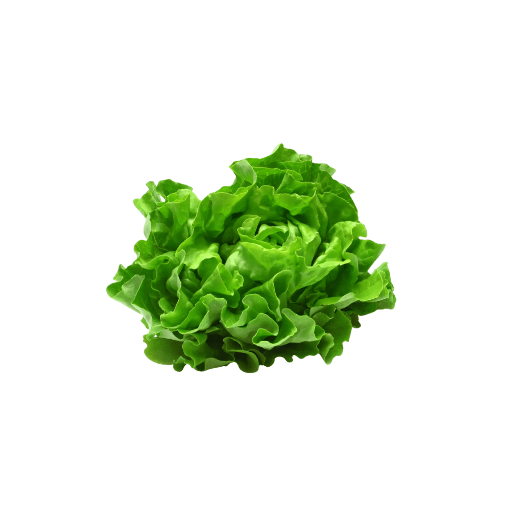Lettuce 1 Pc buy online USA