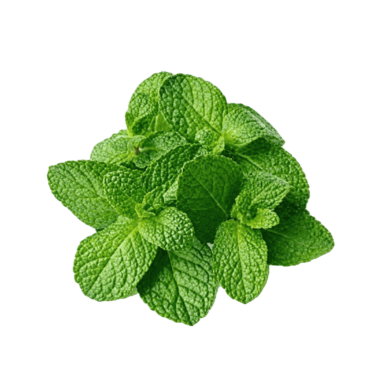 Mint Leaves 1 packet buy online USA