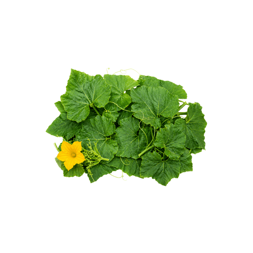 Pumpkin Leaves 1 lb buy online USA